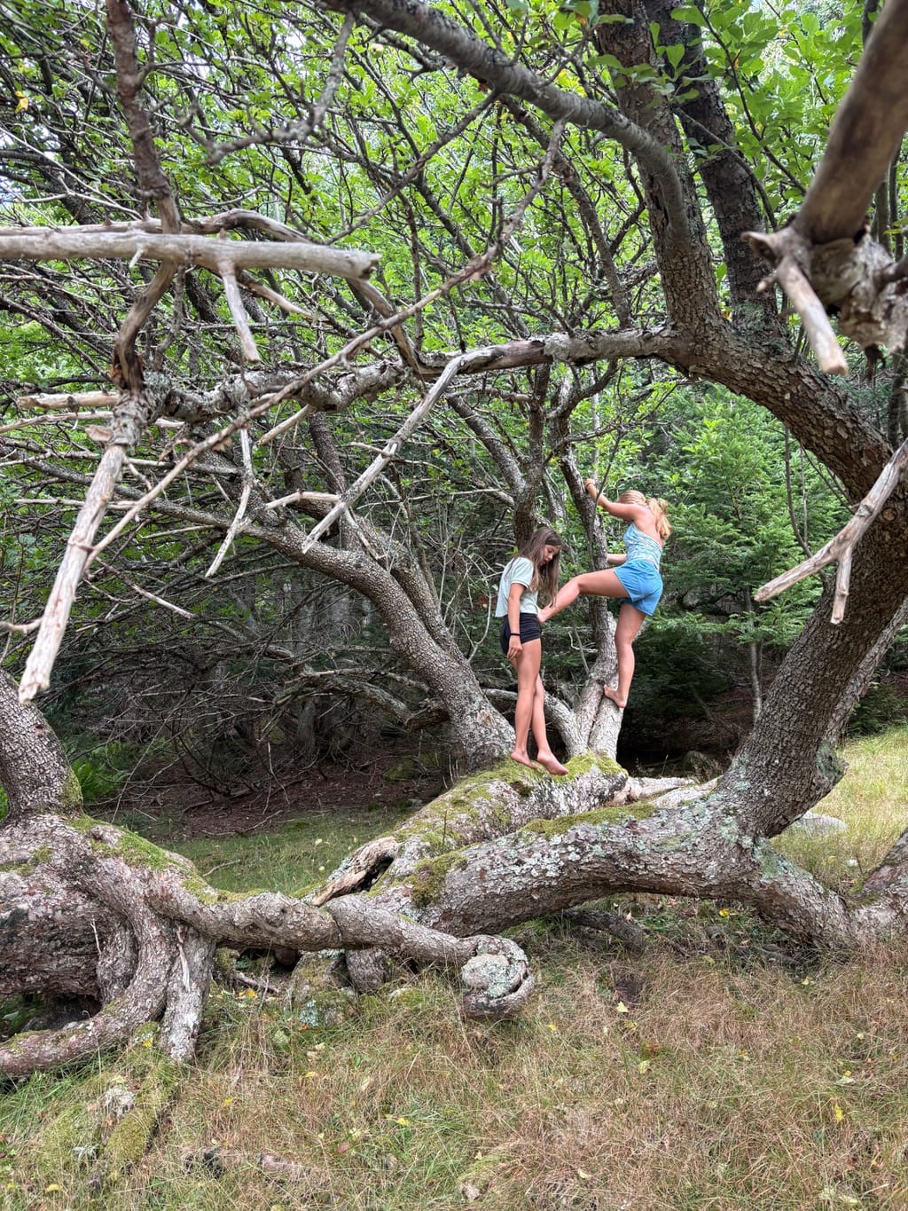 Great Wass ancient apple tree