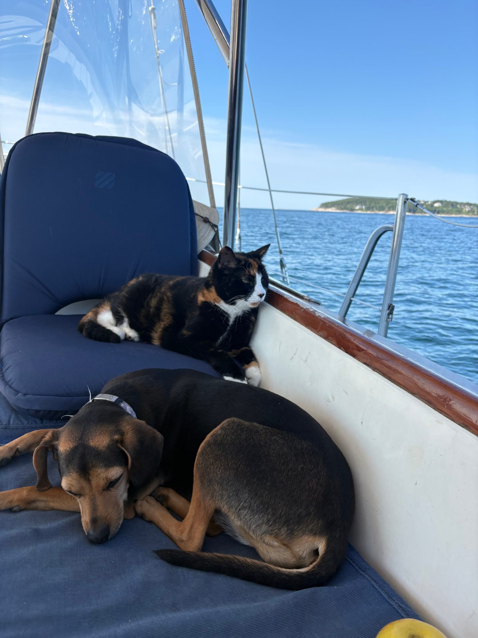 We say Goodbye to Ronda the Sailing Cat 8/16/26