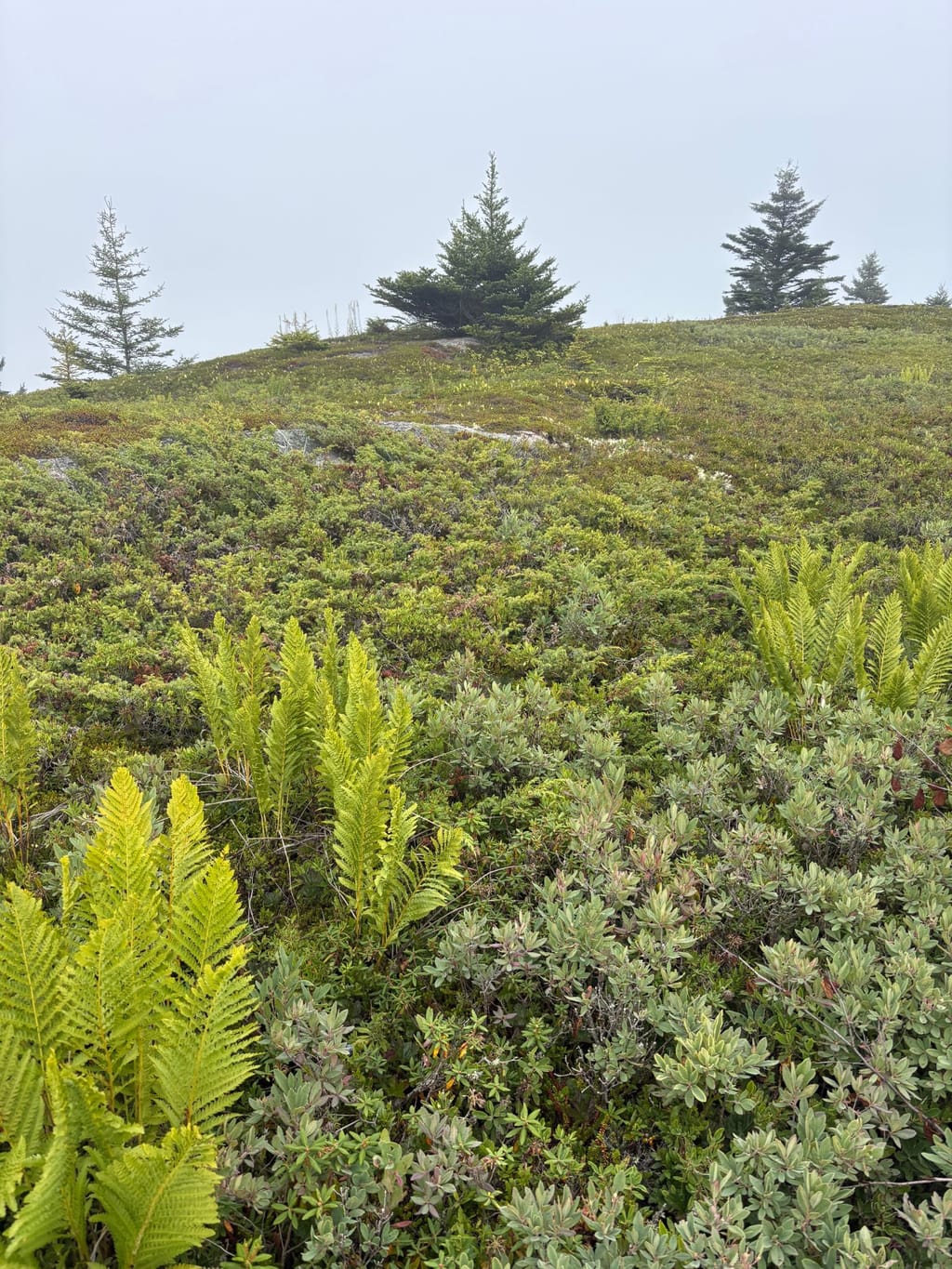 Mistake Island w/ subartic rare plants!