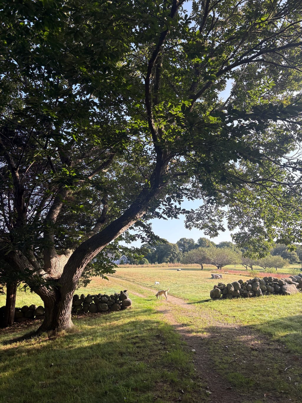 Borne Farm, near Karen & Dave’s, am dog ealk