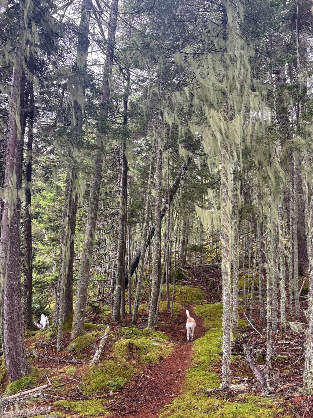 Typical Maine Island path