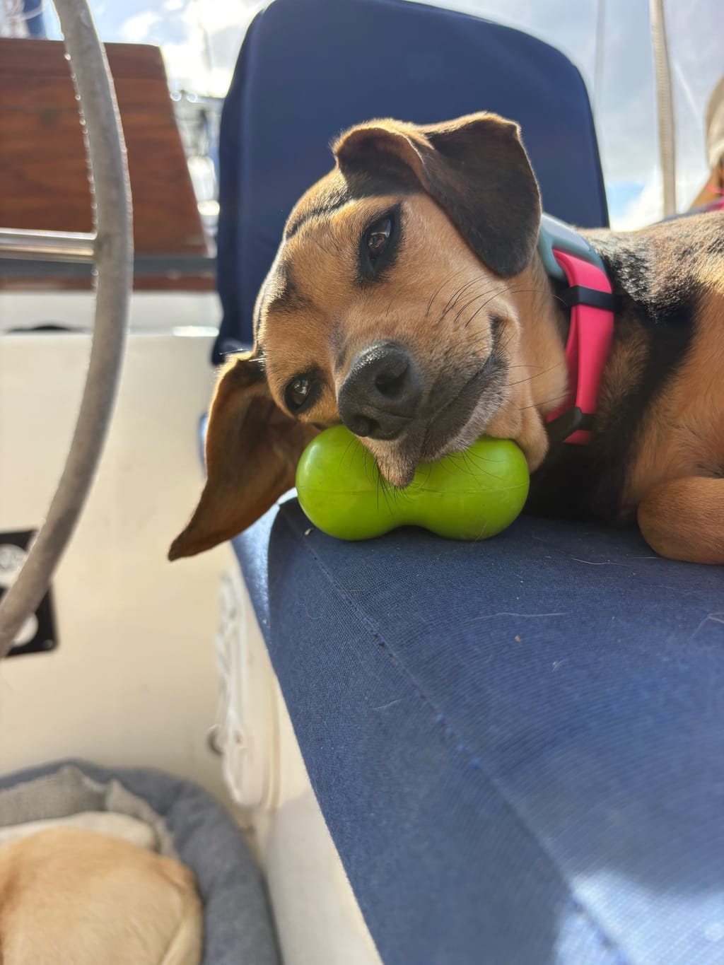 This mutts loves her squeakers 