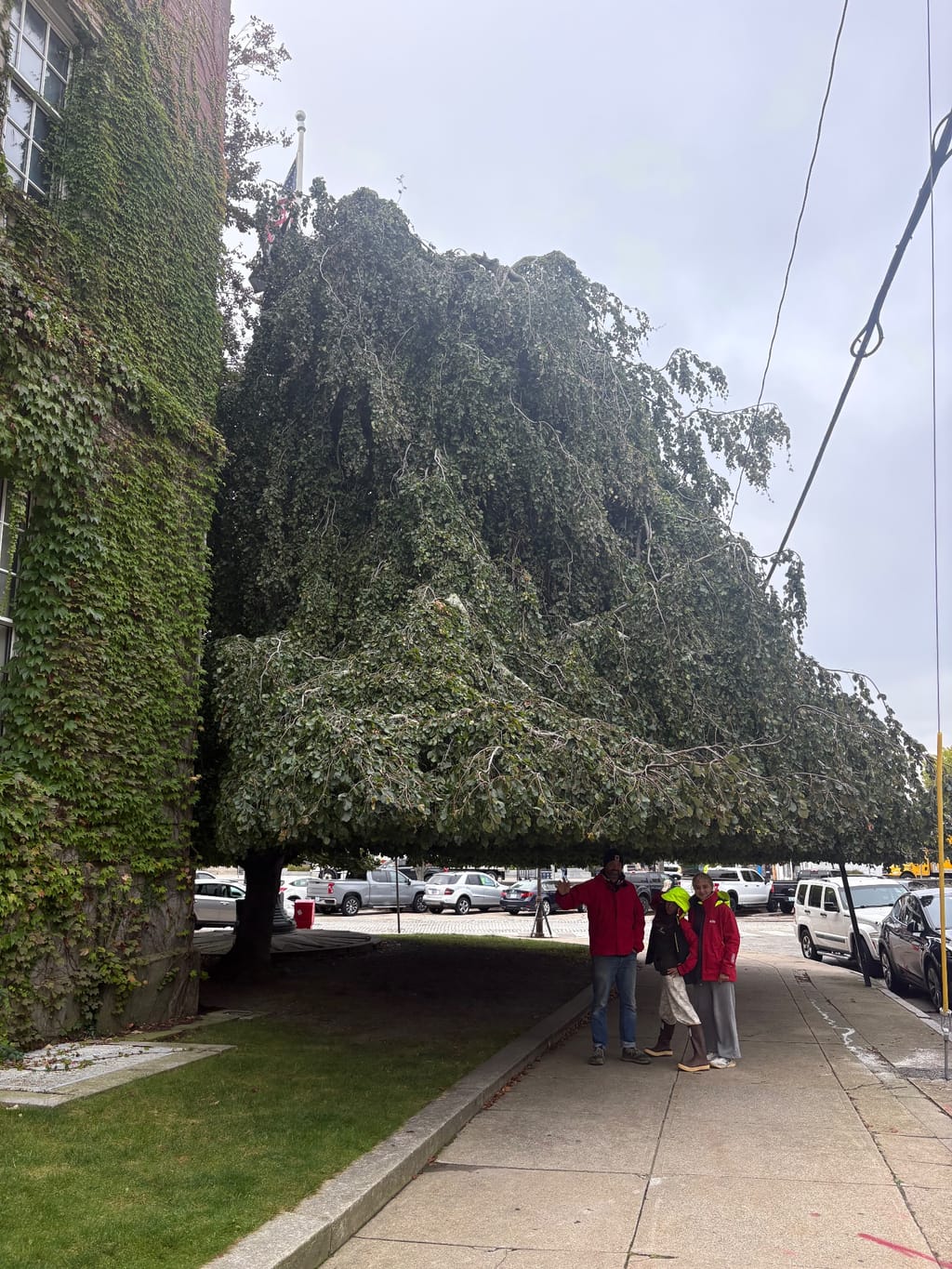Cool tree downtown Newport