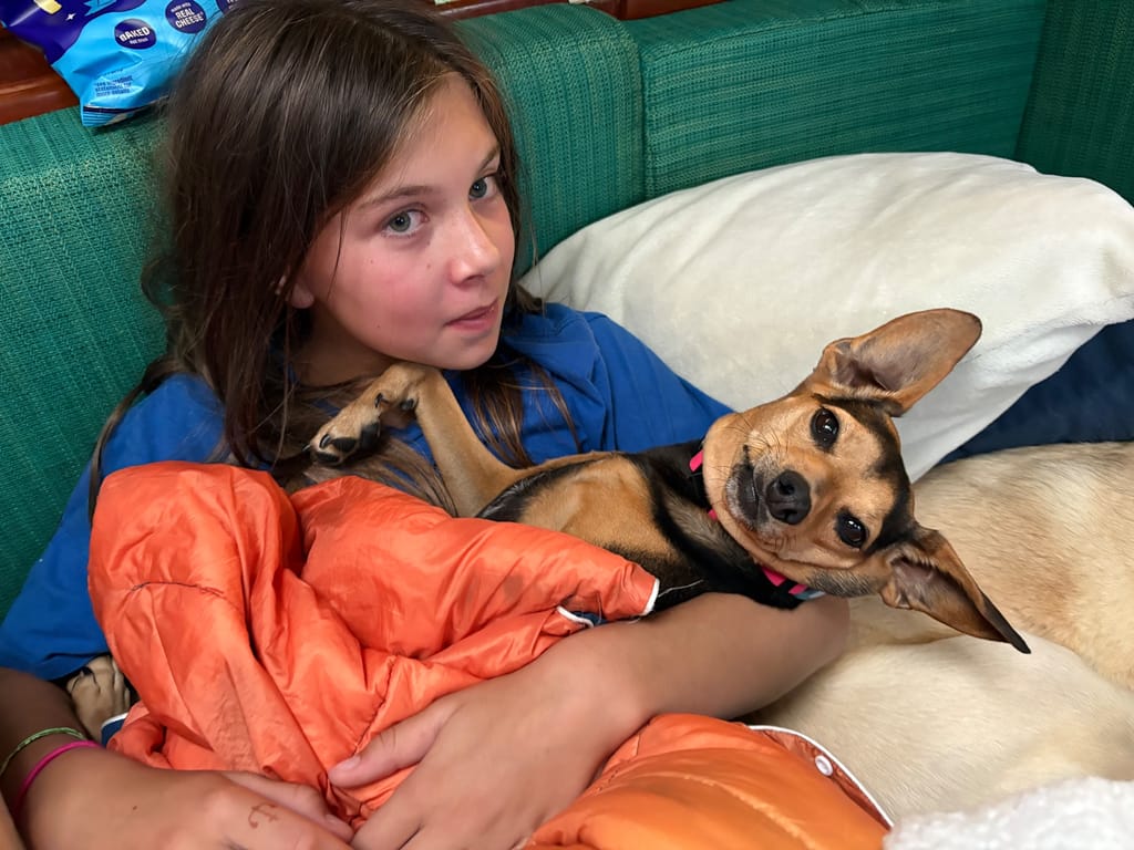 Therapy dogs