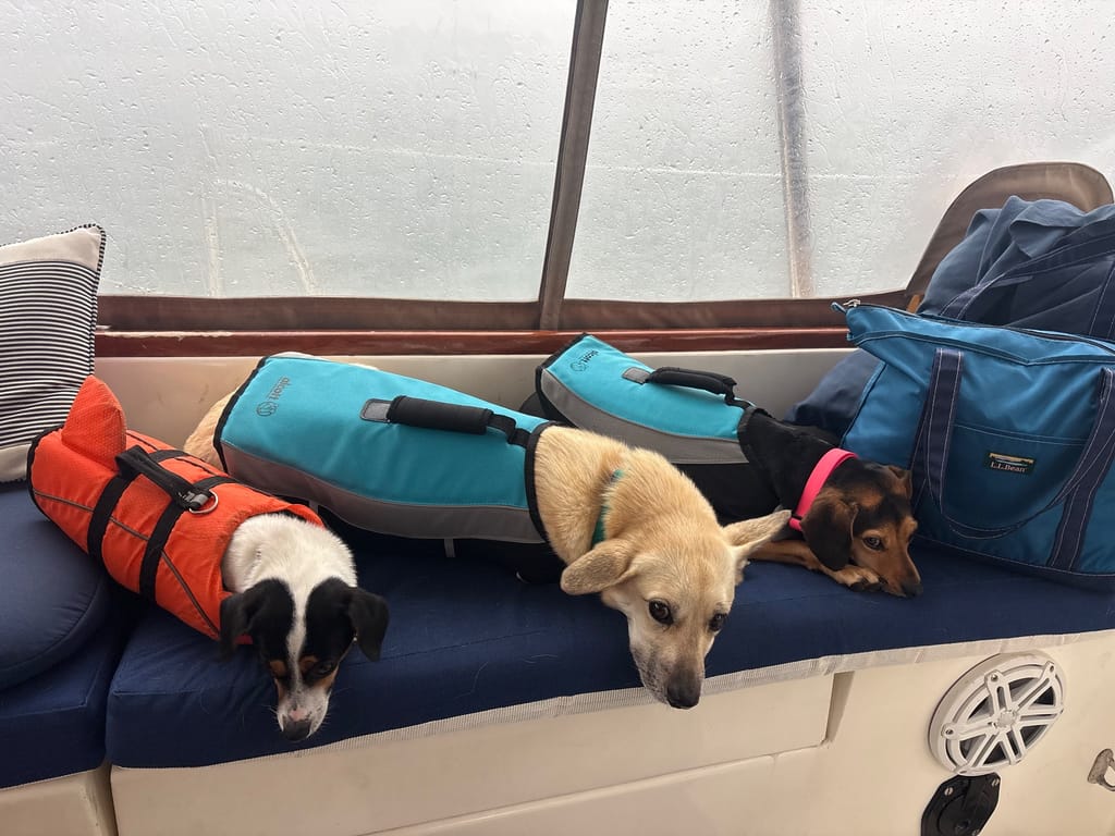 Dogs waiting out a squall before going ashore