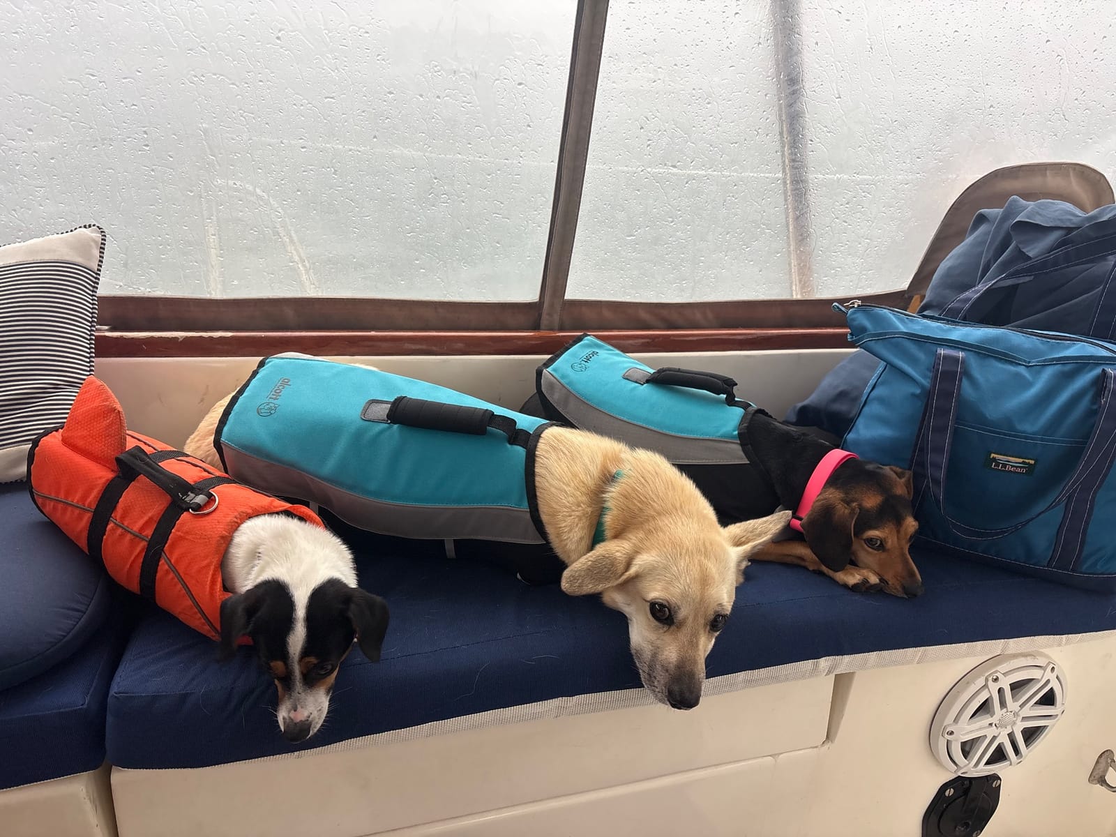Dogs waiting out a squall before going ashore