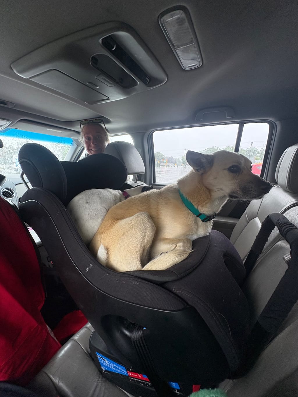 Fonz & Pickles moved into Zennon’s car seat for every ride in the car 