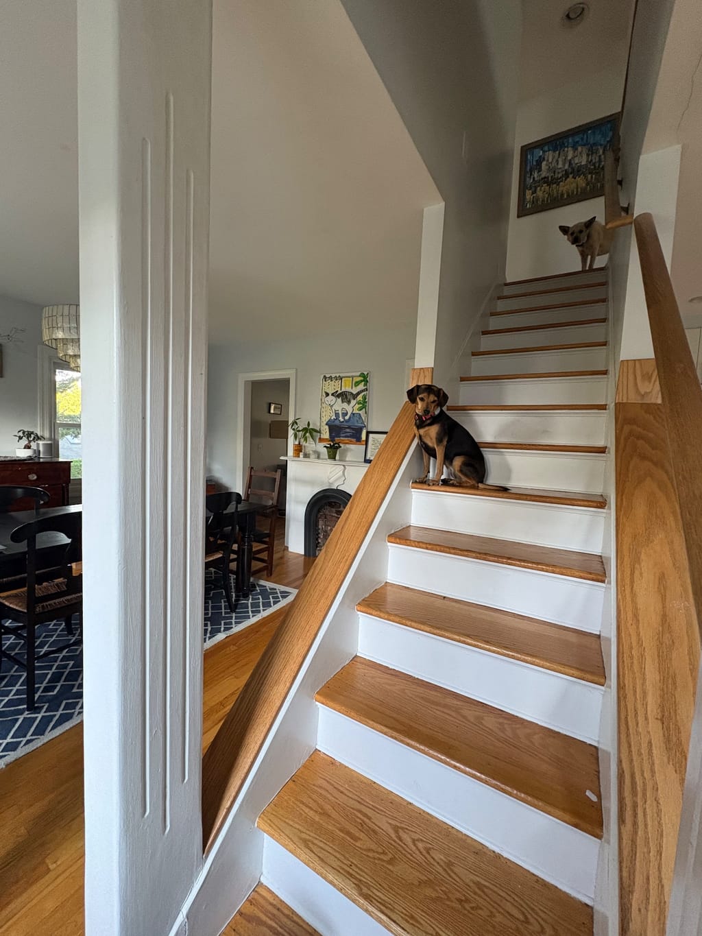 Dogs on “cat watch”