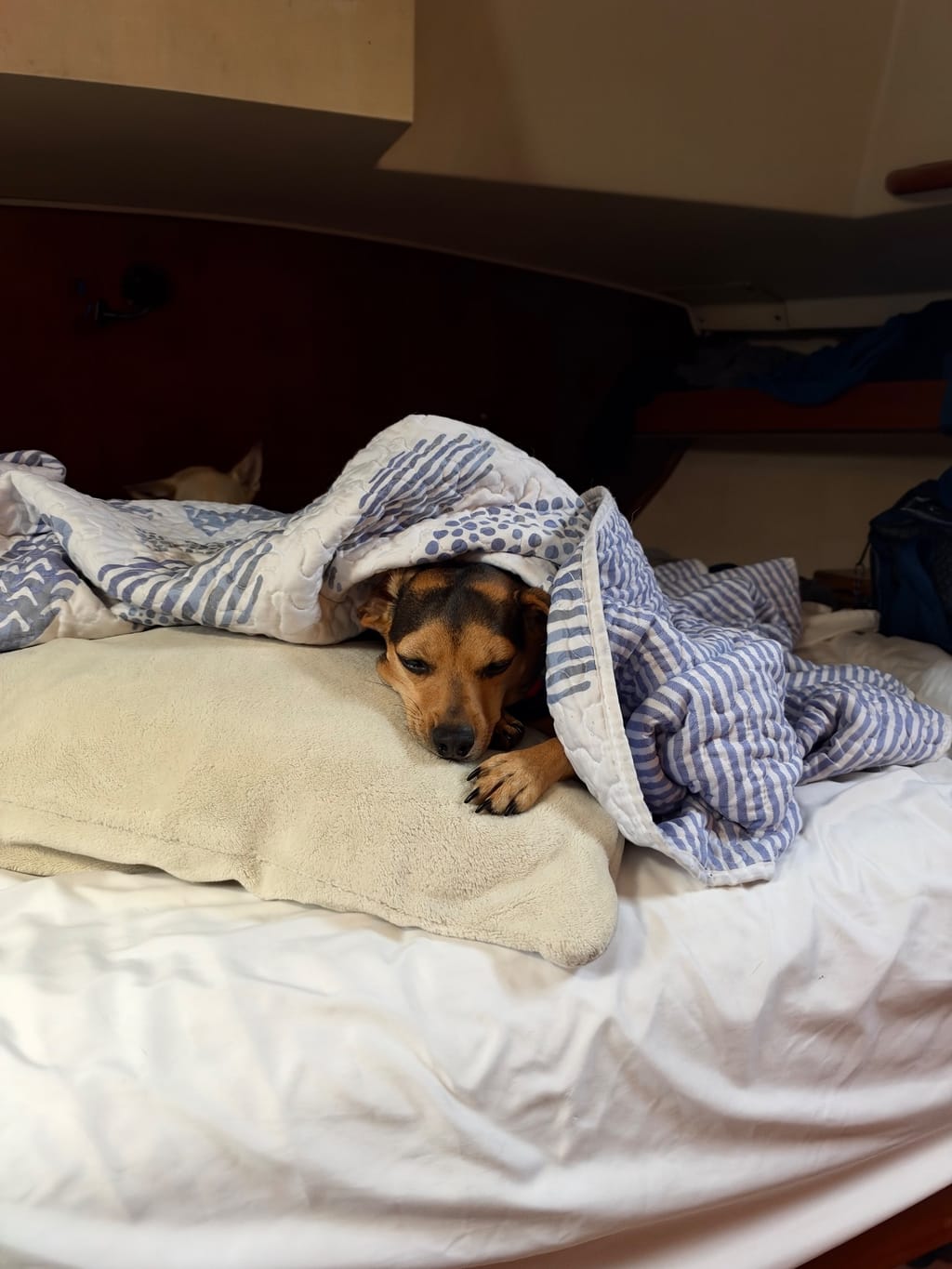 Miss Moose partaking in the laze-a-thon