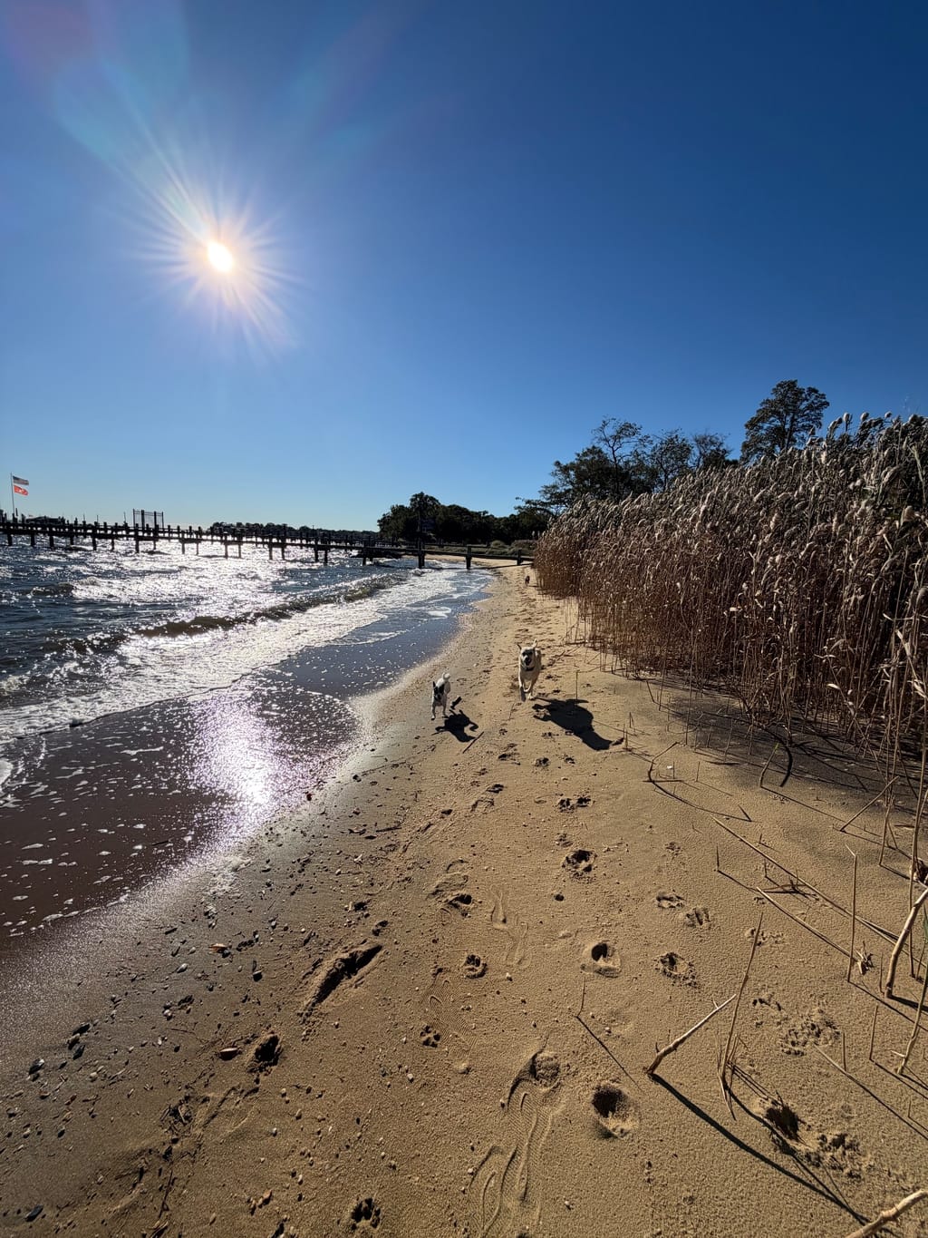 Cool stretch of wee beach we found near our marina in Annapolis 