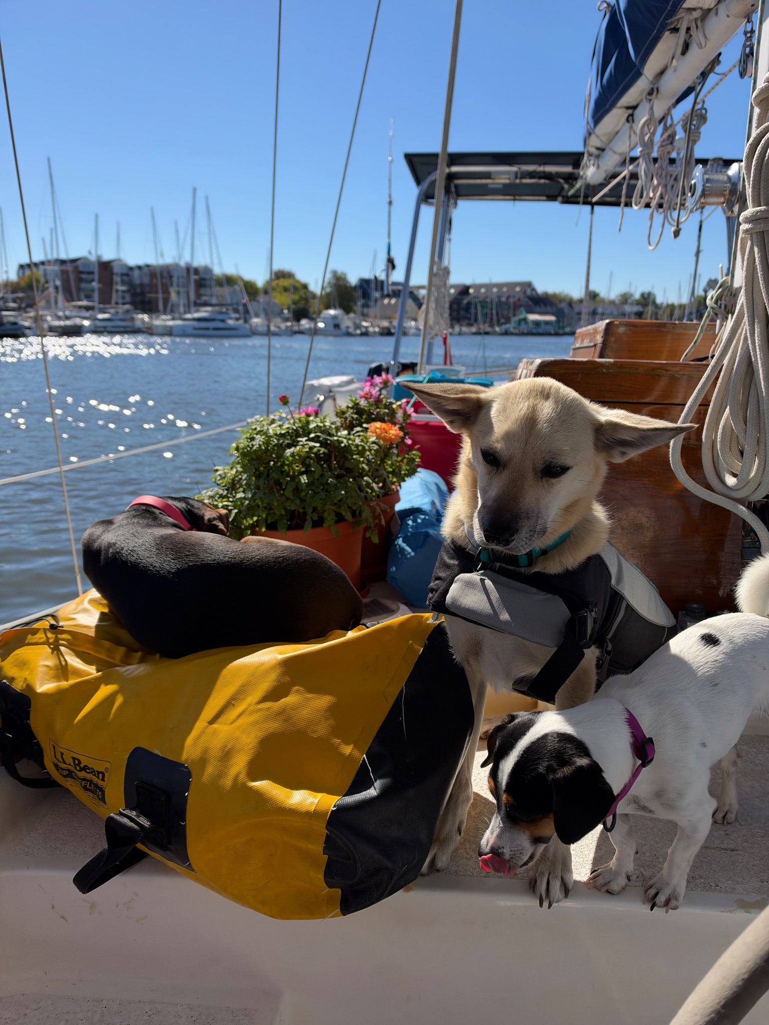 Dogs gearing up for the trip