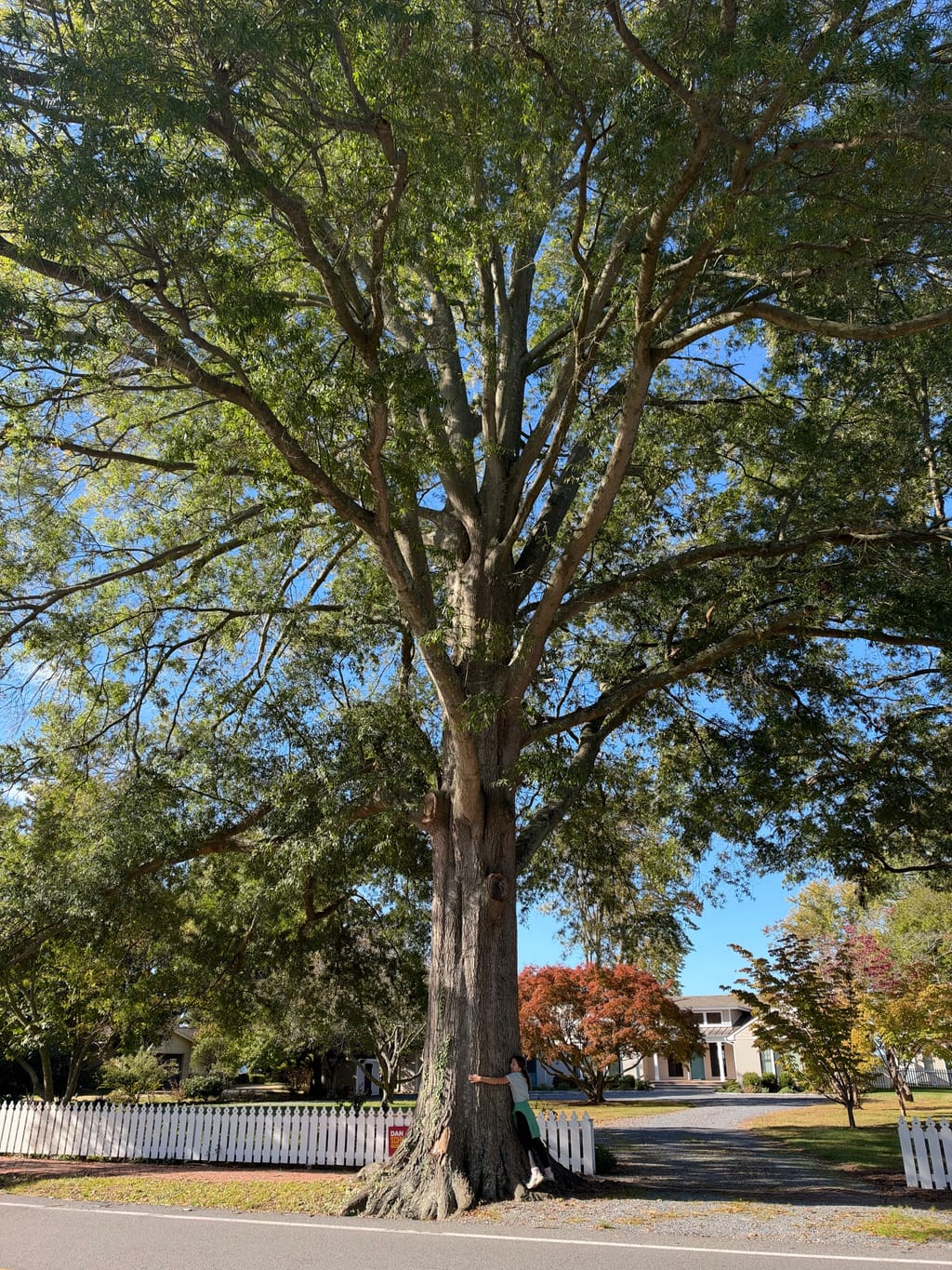 Beautiful large willow (I forget which type, 100 native to North America) 