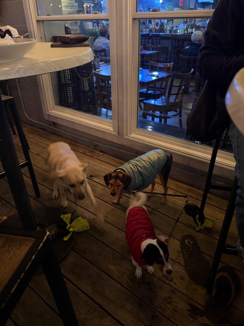 Dogs begging at the restaurant. We only brought them because they had to pee & we needed to be on their deck by sunset:) 