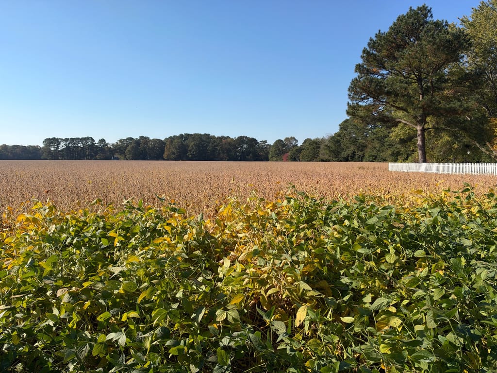Ripening soybeans. Onancock is famous for its agriculture, lots of beans and sweet potatoes