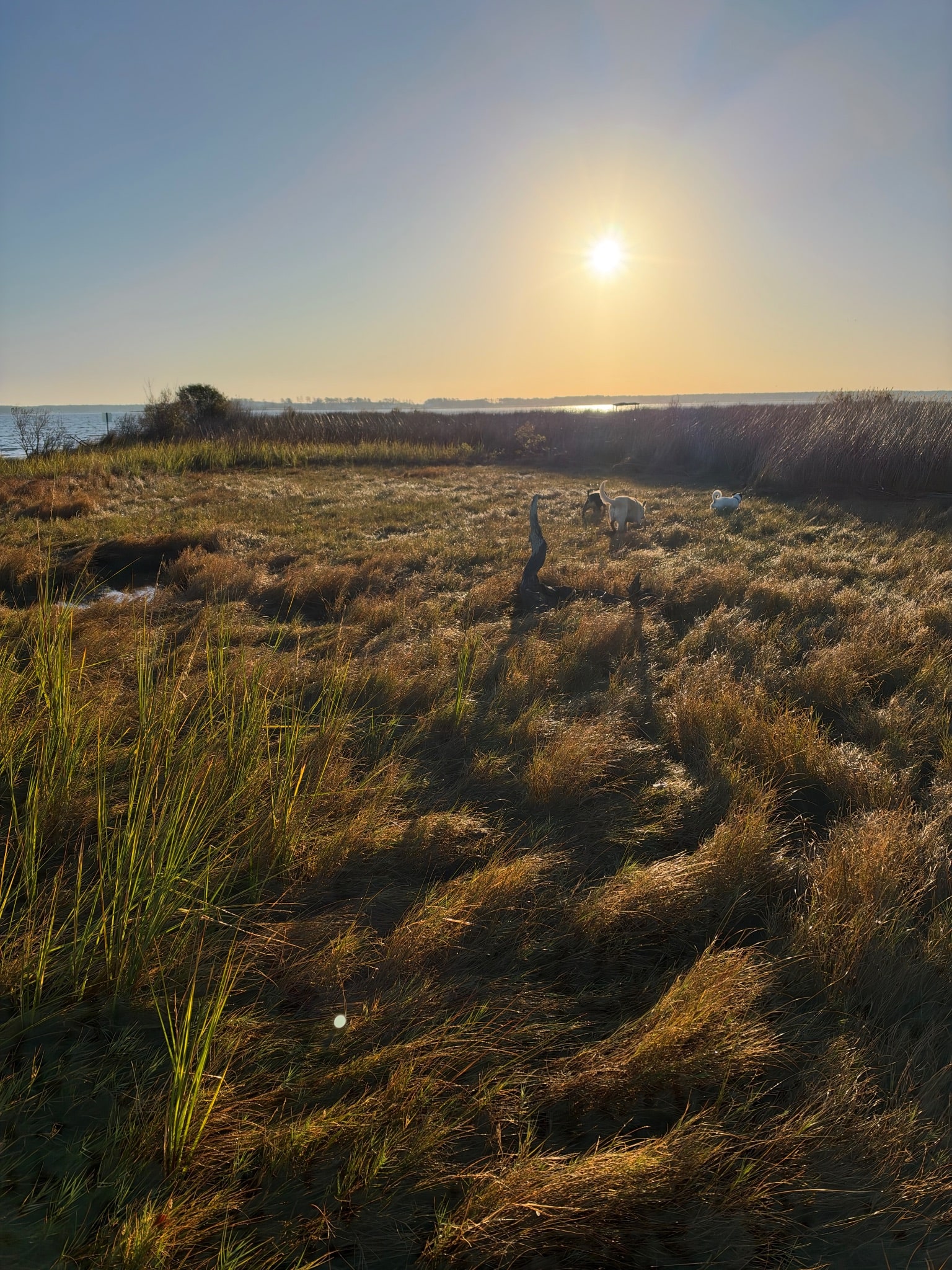 Wild shores of the Hudson Creek, Little Choptank River